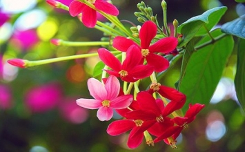 Con dân của ngài
